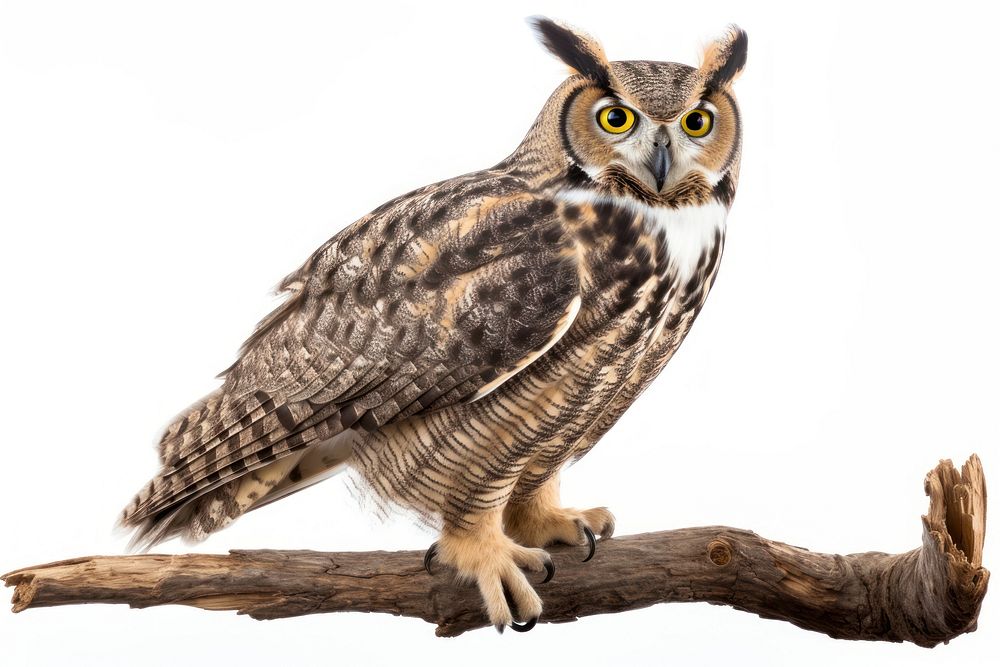 Owl animal branch bird. AI generated Image by rawpixel.