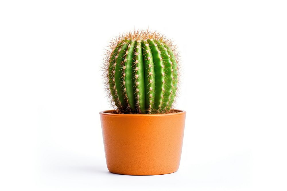 Cactus plant white background houseplant. AI generated Image by rawpixel.