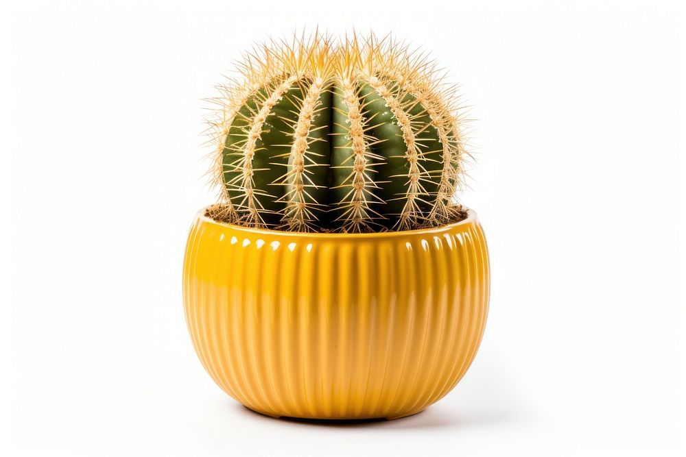 Cactus plant white background barrel cactus. AI generated Image by rawpixel.