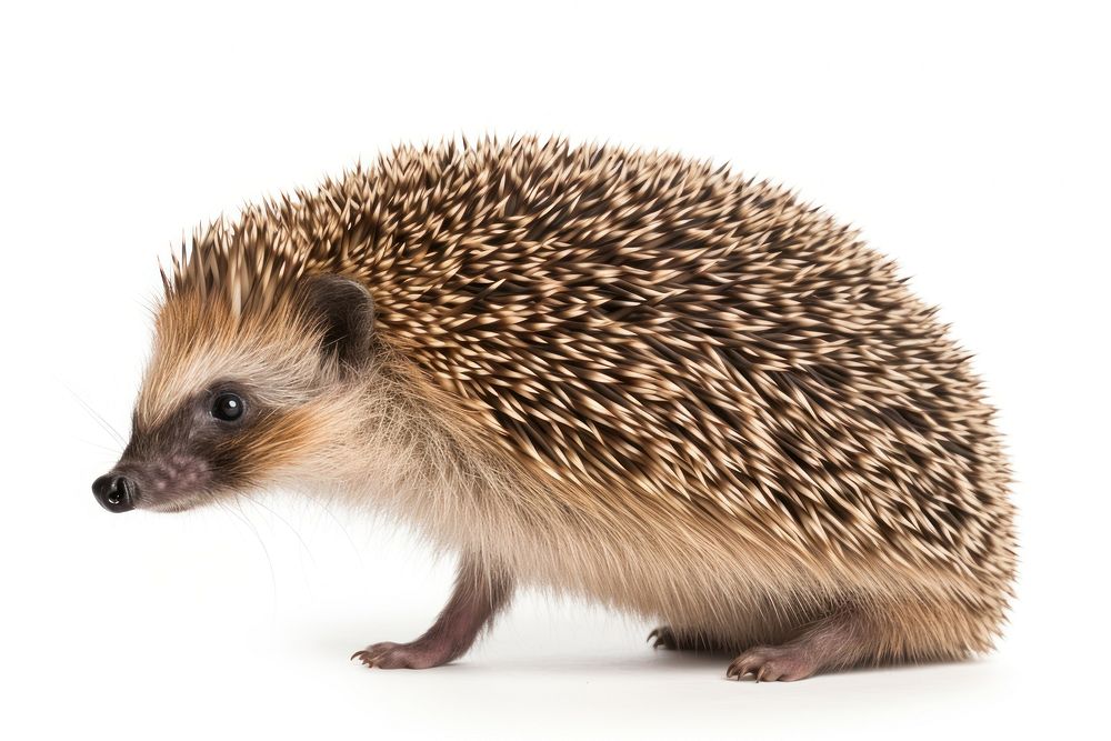 Hedgehog porcupine animal mammal. AI generated Image by rawpixel.