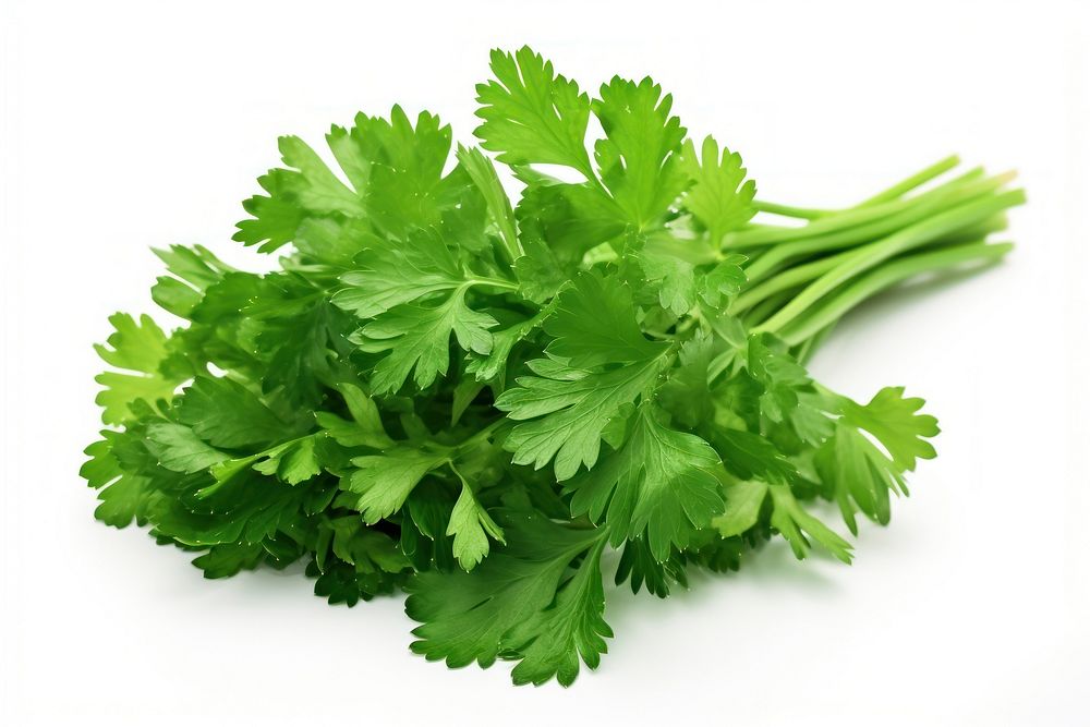 Parsley plant herbs food. 