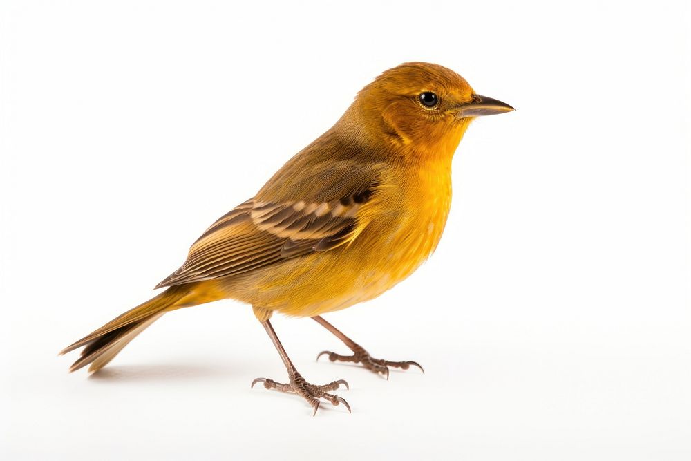 Bird animal canary white background. 