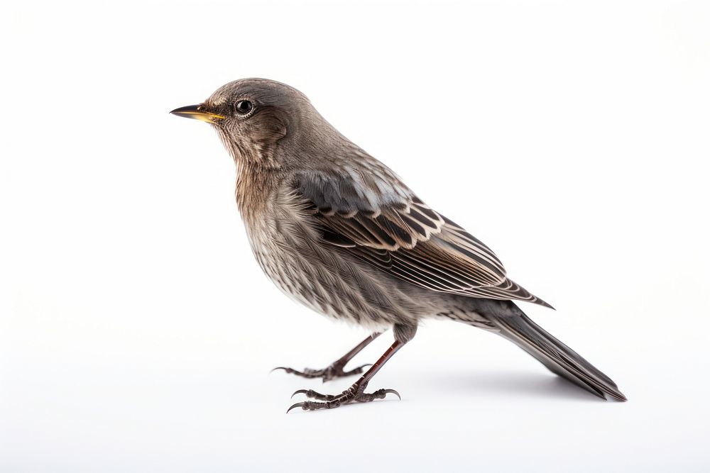 Bird sparrow animal white background. 