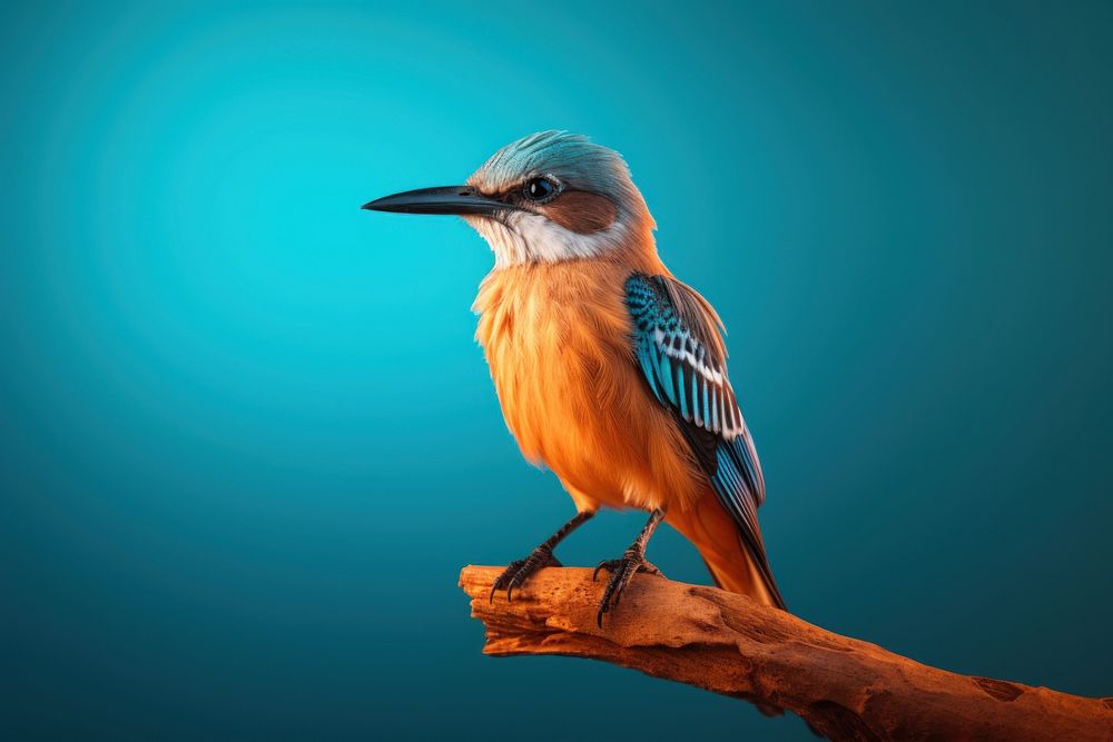 Bird animal beak kingfisher. AI generated Image by rawpixel.