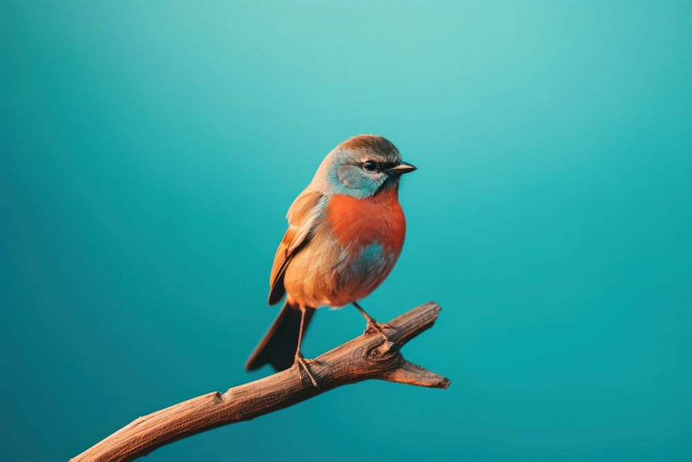 Bird animal wildlife songbird. AI generated Image by rawpixel.