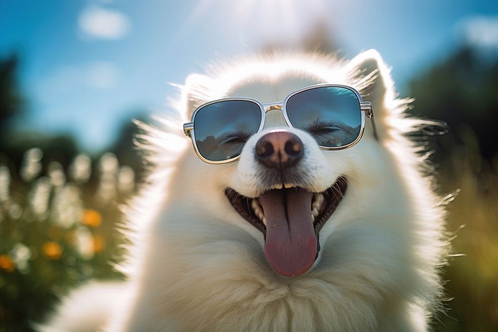 Sunglasses dog mammal animal. 