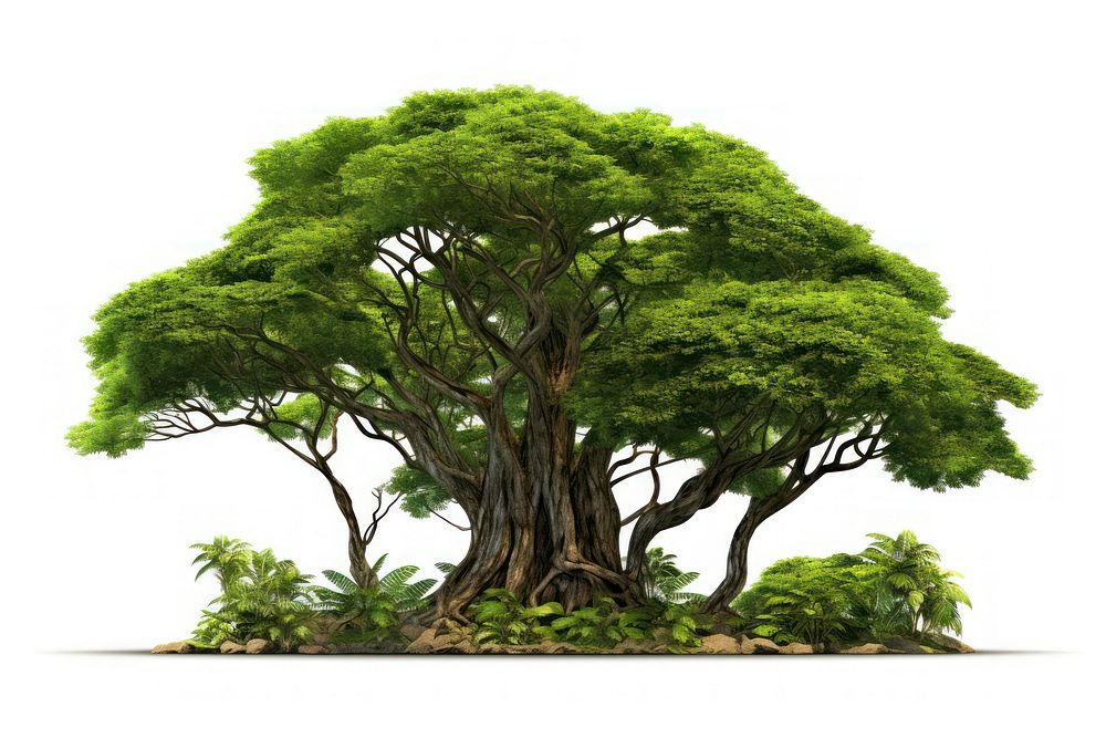 Tree bonsai forest plant. AI generated Image by rawpixel.