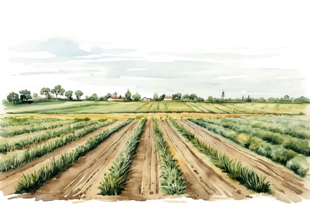 Agriculture field landscape outdoors. 