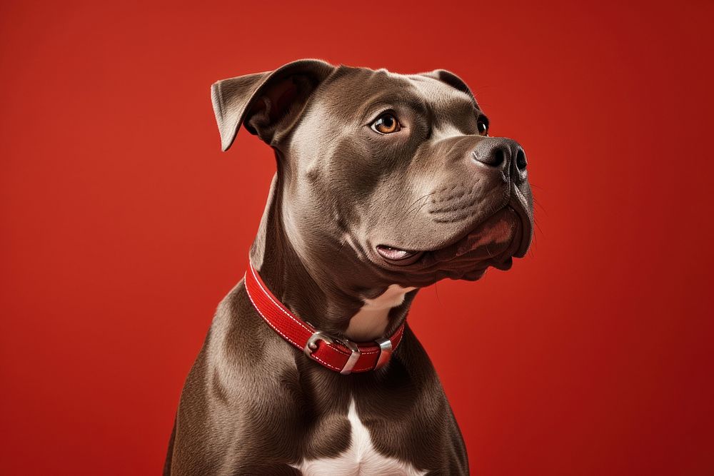 Pitbull bulldog mammal animal. AI generated Image by rawpixel.