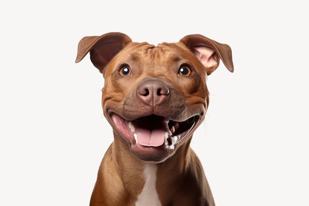 Pitbull mammal animal snout. AI | Free Photo - rawpixel