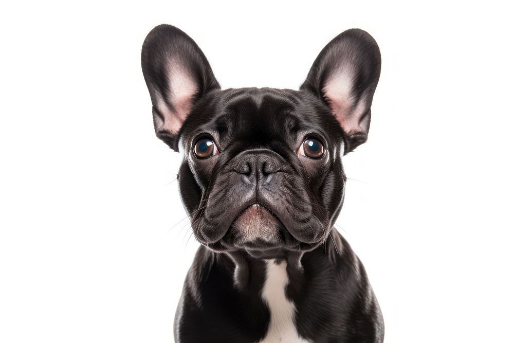Bulldog portrait animal mammal. AI | Free Photo - rawpixel