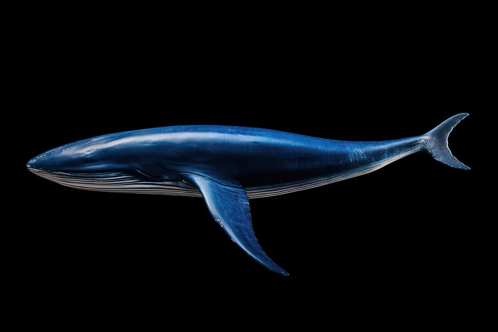 Whale animal mammal shark. AI generated Image by rawpixel.