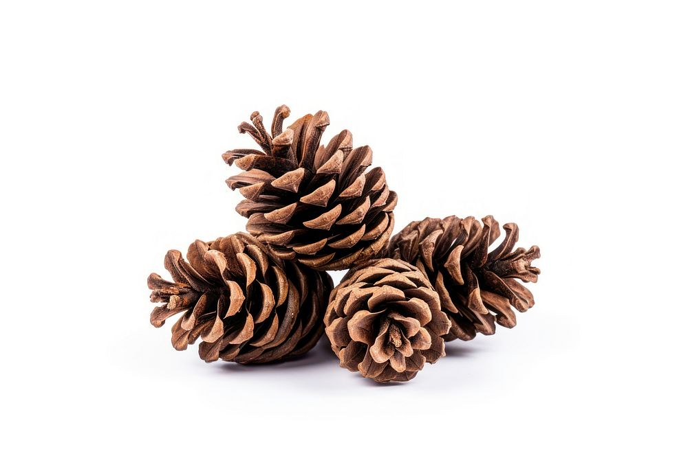 Plant tree white background pine cone. AI generated Image by rawpixel.