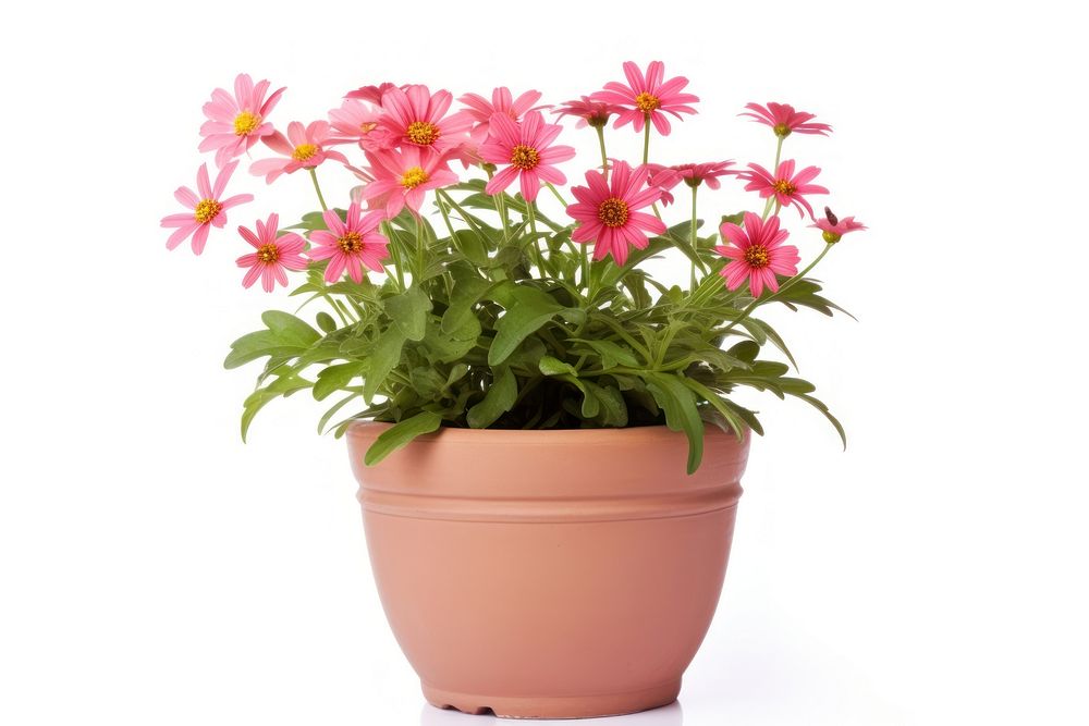 Flower plant vase pot. 