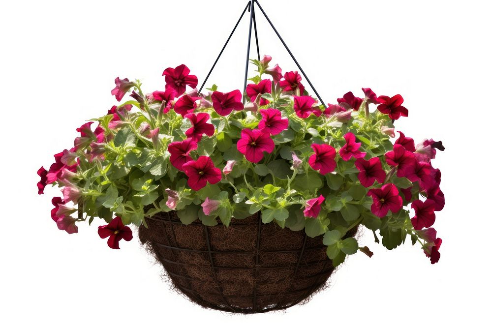 Flower basket hanging plant. 