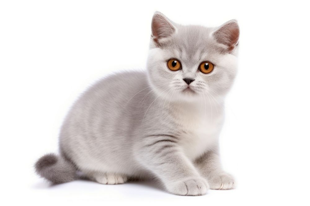 Kitten animal mammal white. AI generated Image by rawpixel.