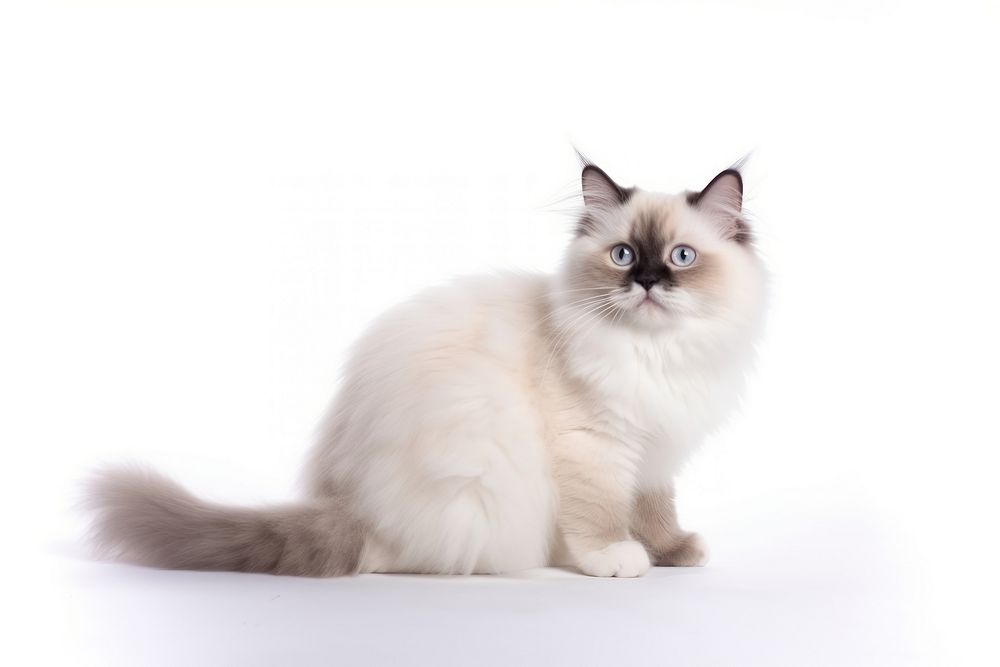 Kitten mammal animal white. AI generated Image by rawpixel.