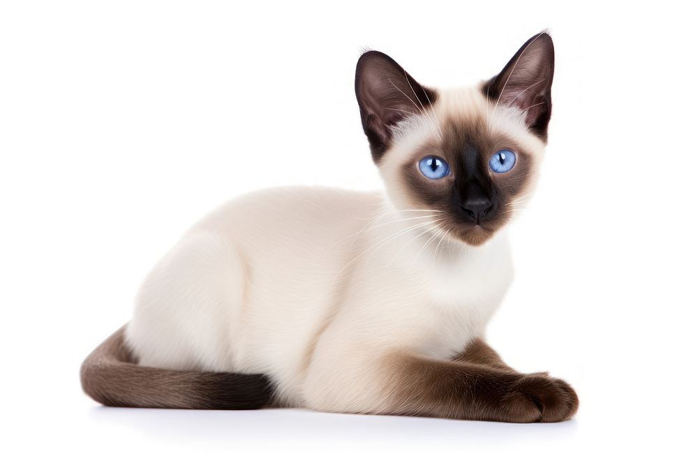 Siamese animal mammal kitten. AI generated Image by rawpixel.