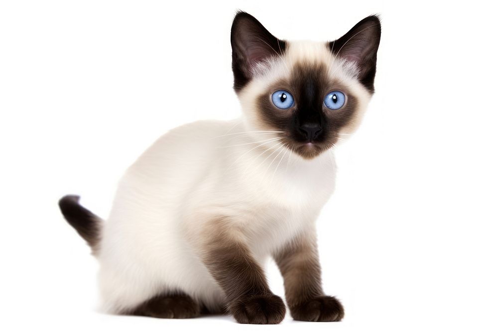 Siamese animal mammal kitten. AI generated Image by rawpixel.