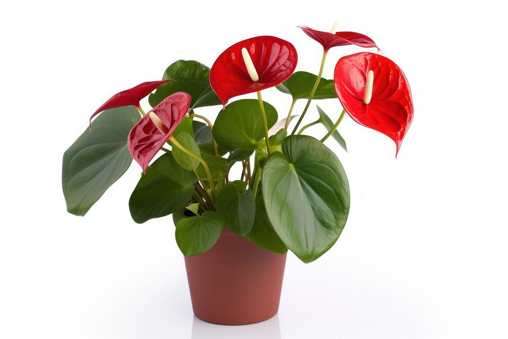 Flower anthurium plant white background. 