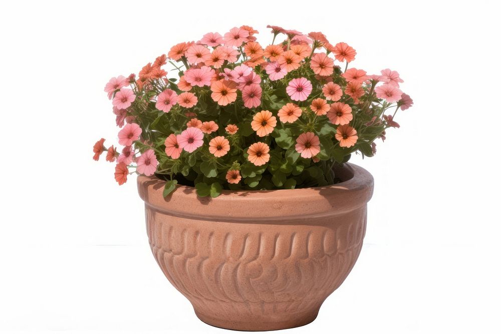 Flower plant vase pot. 