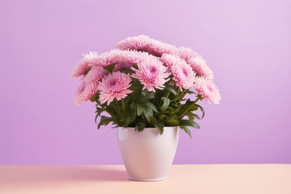 Chrysanths flower plant daisy. AI generated Image by rawpixel.