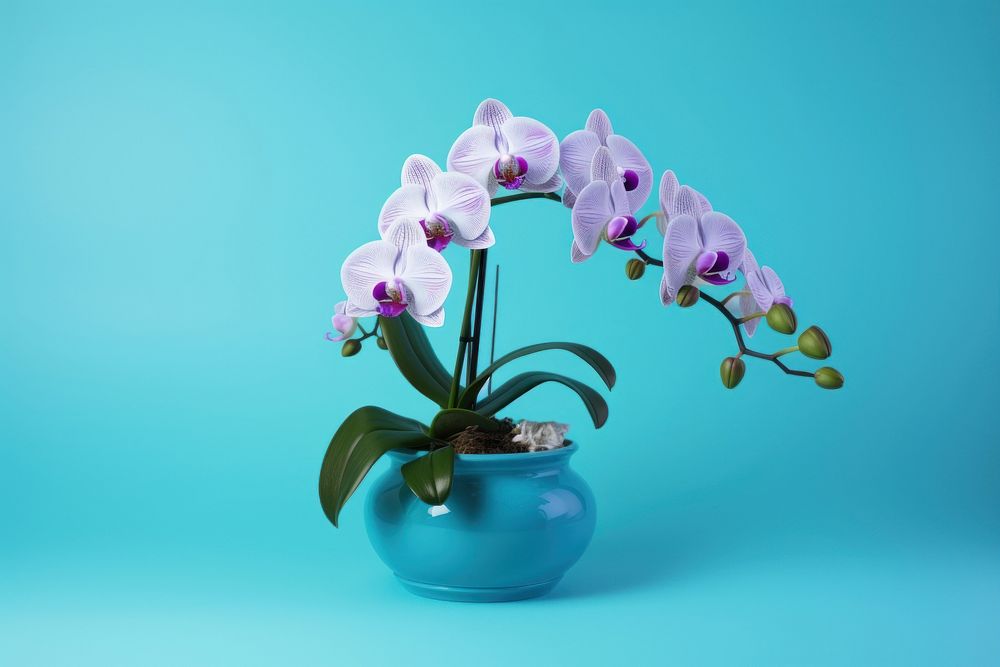 Orchid flower plant blue. AI generated Image by rawpixel.