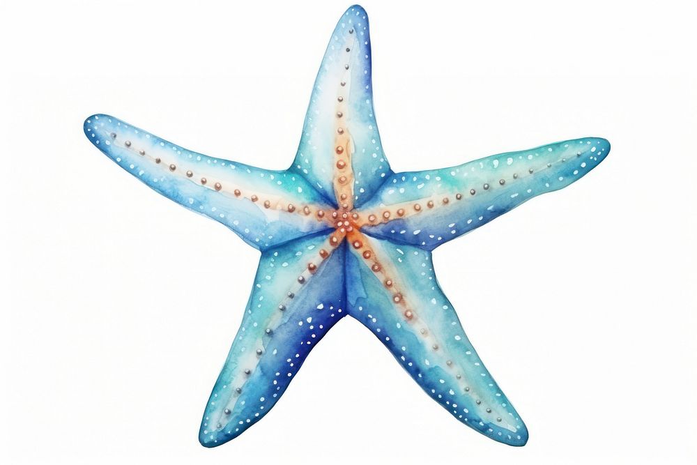 Starfish white background invertebrate echinoderm. AI generated Image by rawpixel.