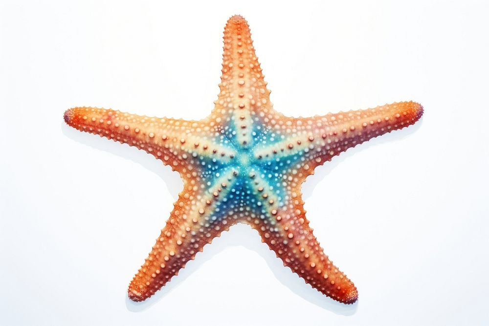 Starfish animal white background invertebrate. | Free Photo - rawpixel