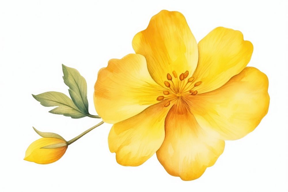 Flower hibiscus blossom yellow. AI generated Image by rawpixel.