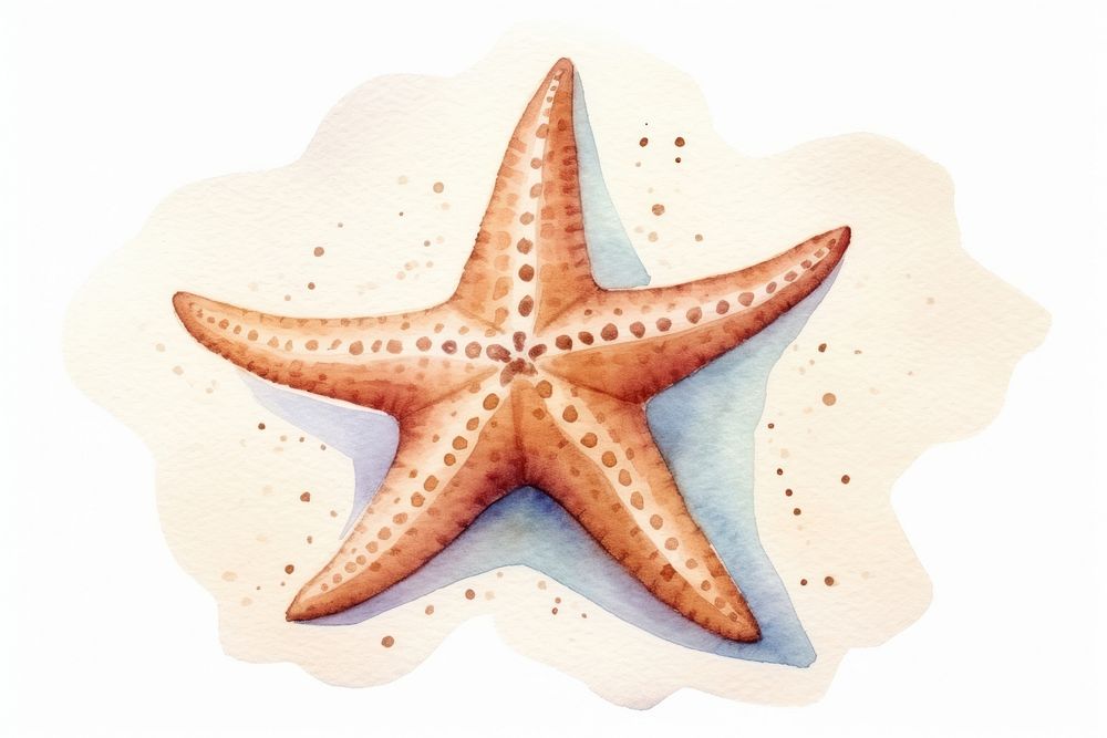 Starfish white background invertebrate echinoderm. 