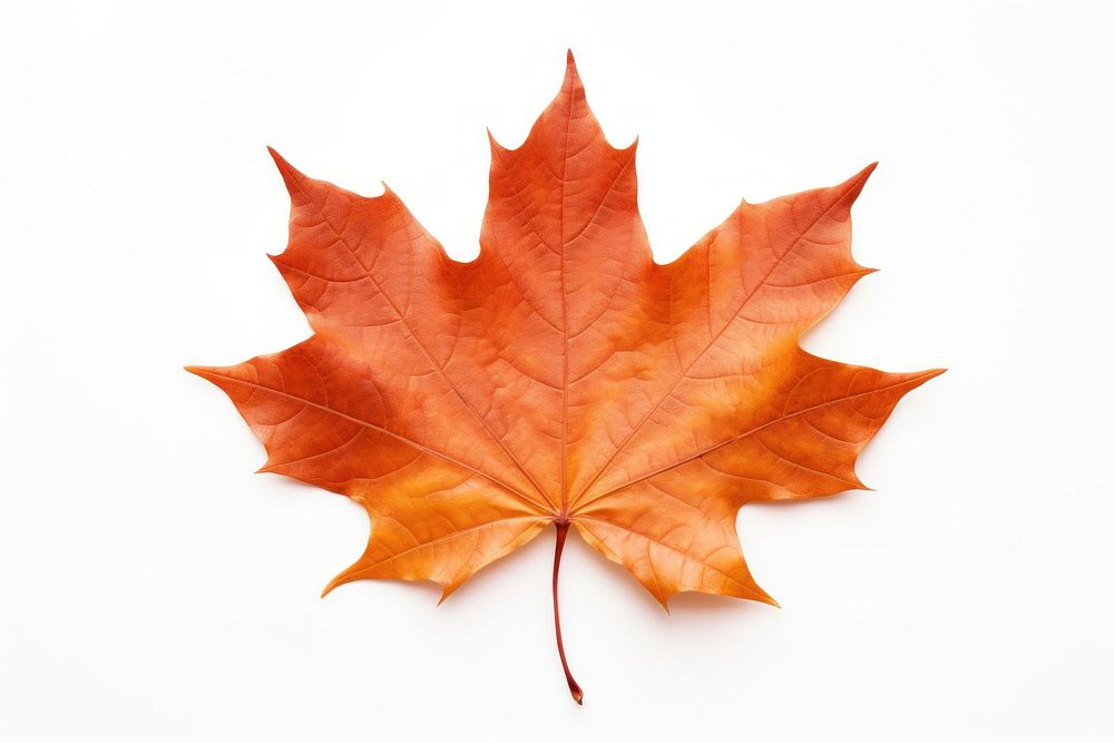 Maple leaf plant tree. | Premium Photo - rawpixel