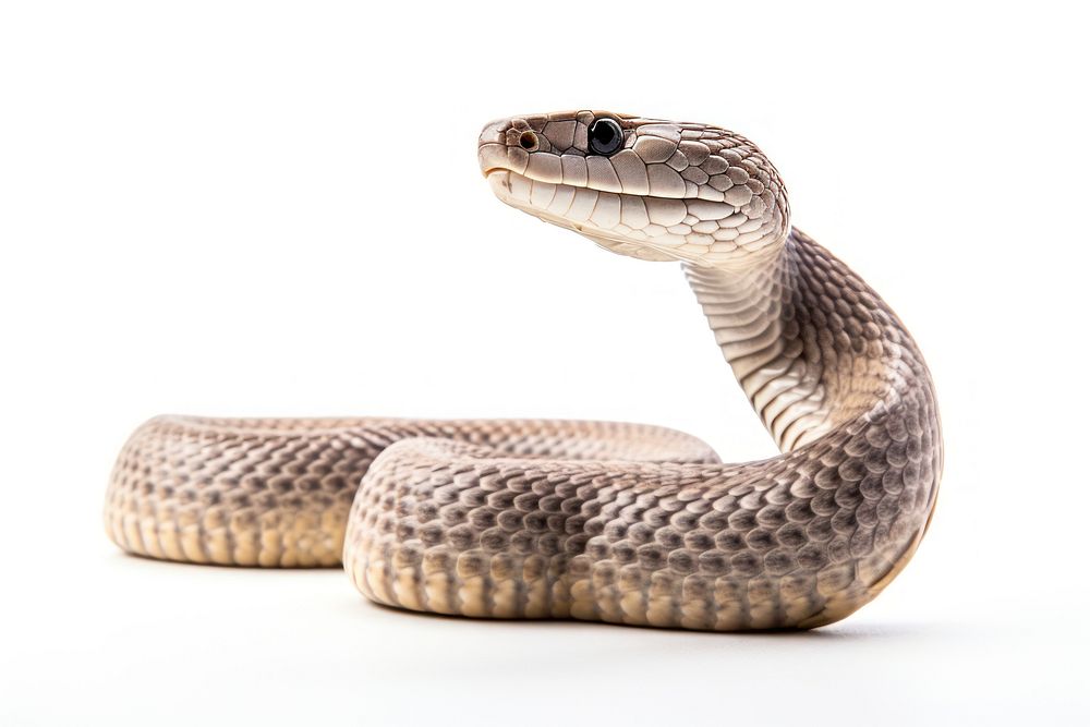 Snake Cobra Images  Free Photos, PNG Stickers, Wallpapers & Backgrounds -  rawpixel