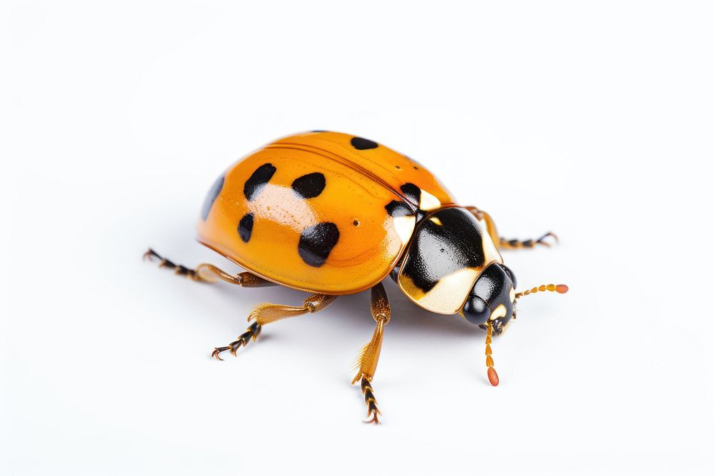 Animal insect white background invertebrate. AI generated Image by rawpixel.
