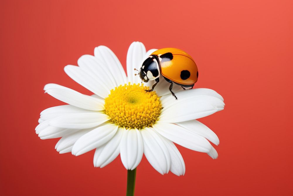 Flower ladybug pollen animal. 