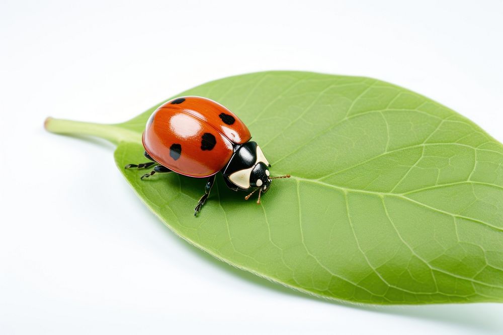 Leaf ladybug insect animal. AI generated Image by rawpixel.