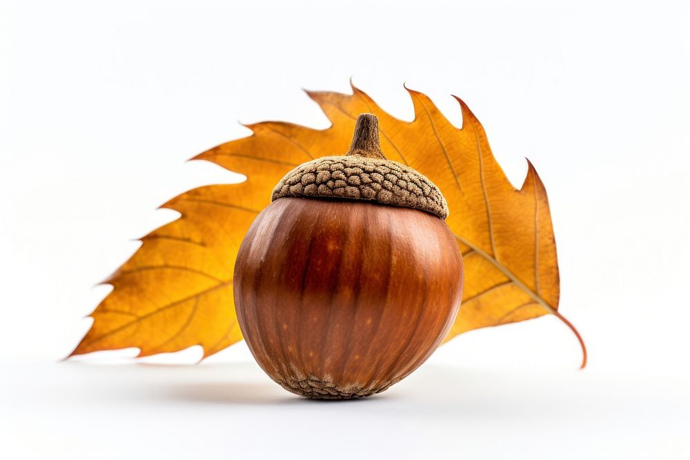 Vegetable plant acorn food. AI generated Image by rawpixel.