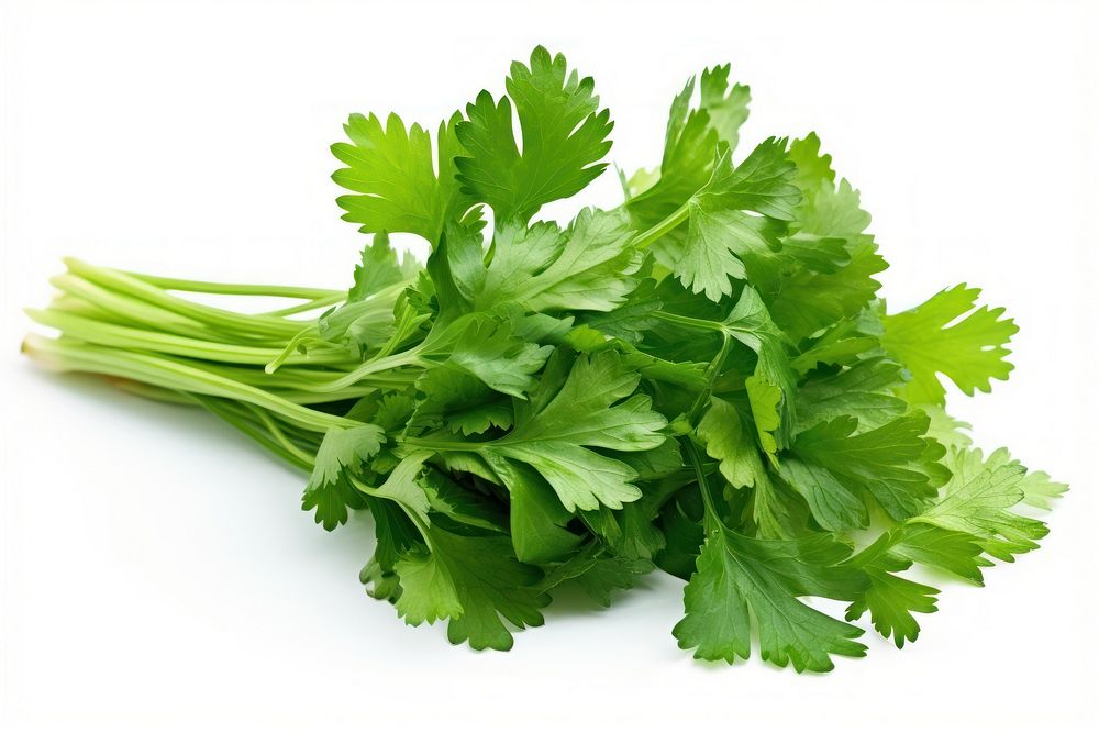 Cilantro parsley plant herbs. AI generated Image by rawpixel.