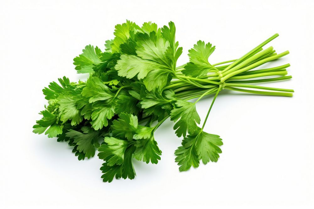 Cilantro parsley plant herbs. AI generated Image by rawpixel.