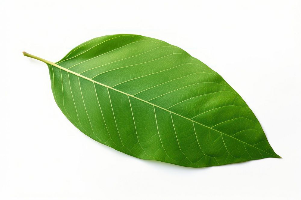 Leaf plant green white background. 