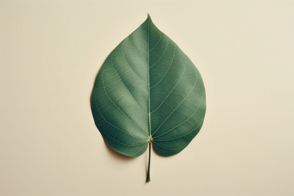 Leaf plant green tree. AI | Free Photo - rawpixel