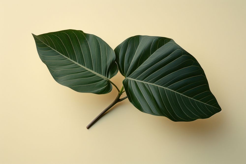 Leaf plant green tree. AI generated Image by rawpixel.