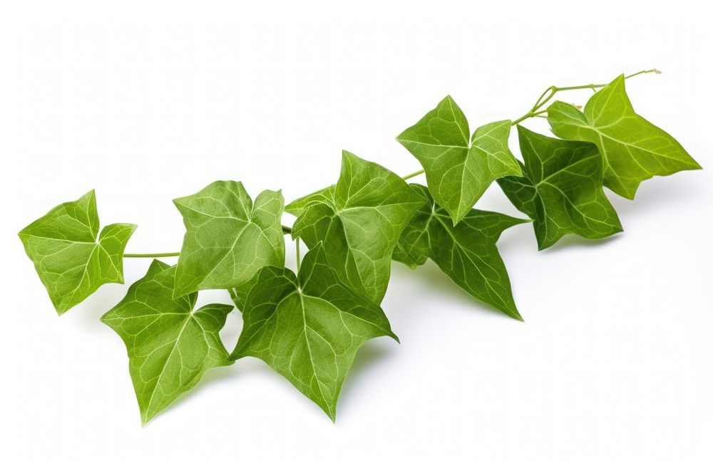 Leaf ivy plant white background. AI generated Image by rawpixel.