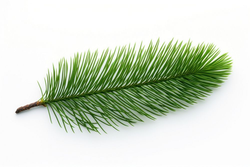 Leaf plant tree pine. AI generated Image by rawpixel.