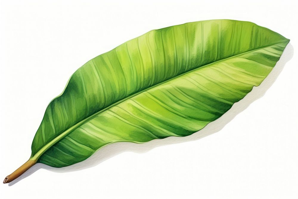 Leaf plant banana leaf freshness. AI generated Image by rawpixel.