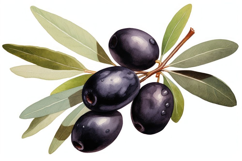 Blueberry olive fruit plant. AI generated Image by rawpixel.