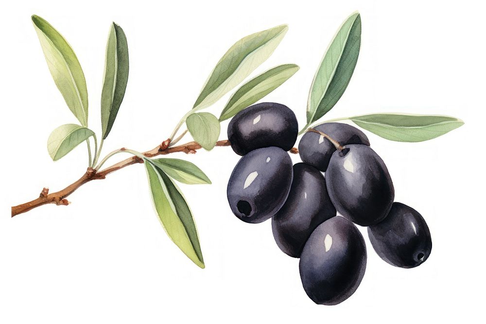 Blueberry olive plant food. AI generated Image by rawpixel.