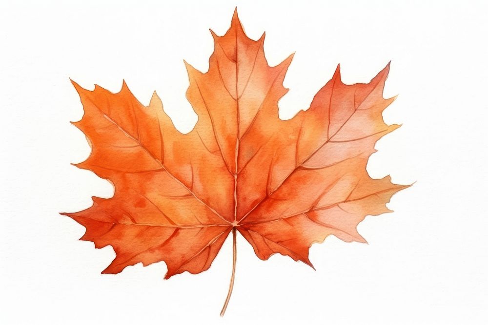 Maple leaf plant tree. AI generated Image by rawpixel.