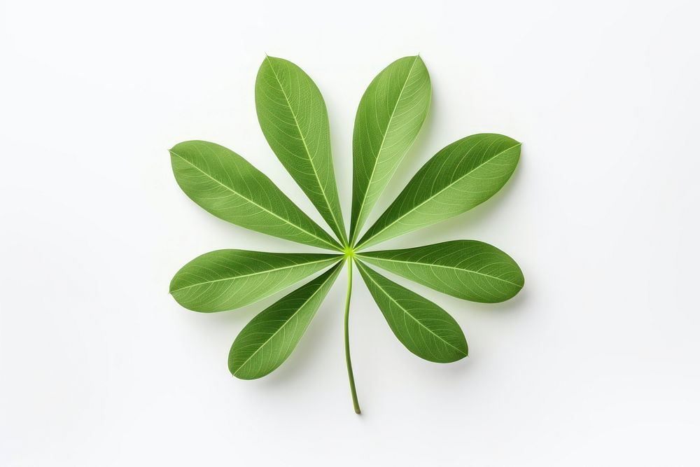 Leaf plant herbs white background. AI generated Image by rawpixel.