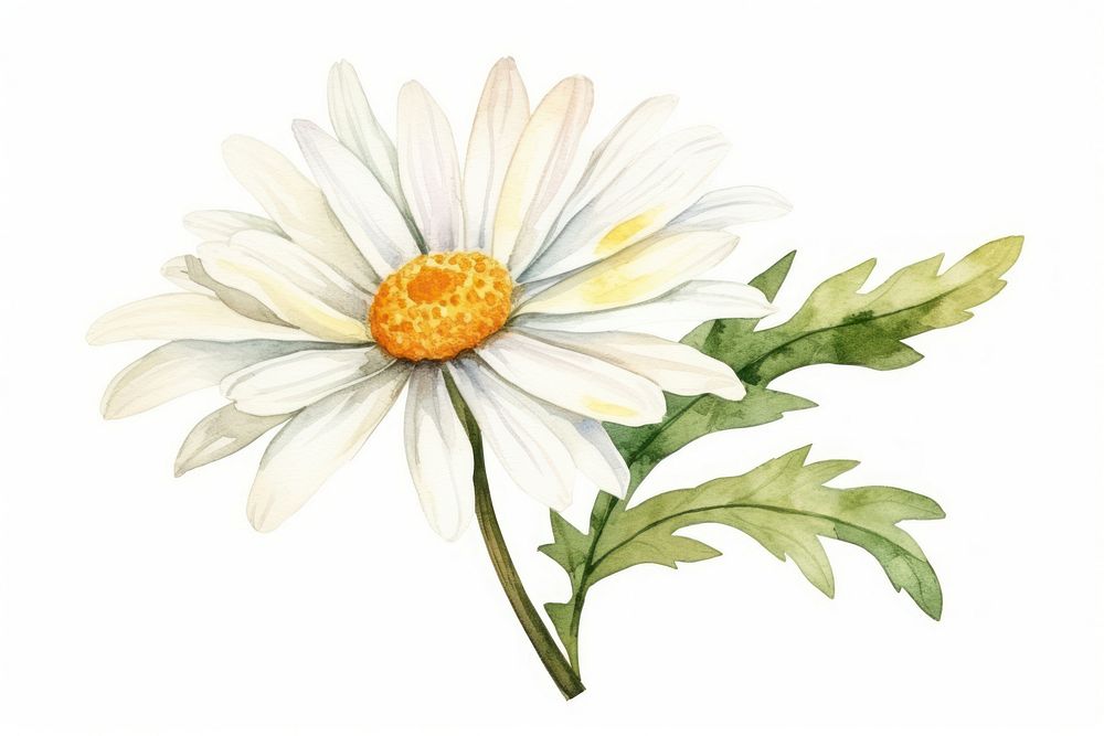 Flower daisy plant white. AI generated Image by rawpixel.
